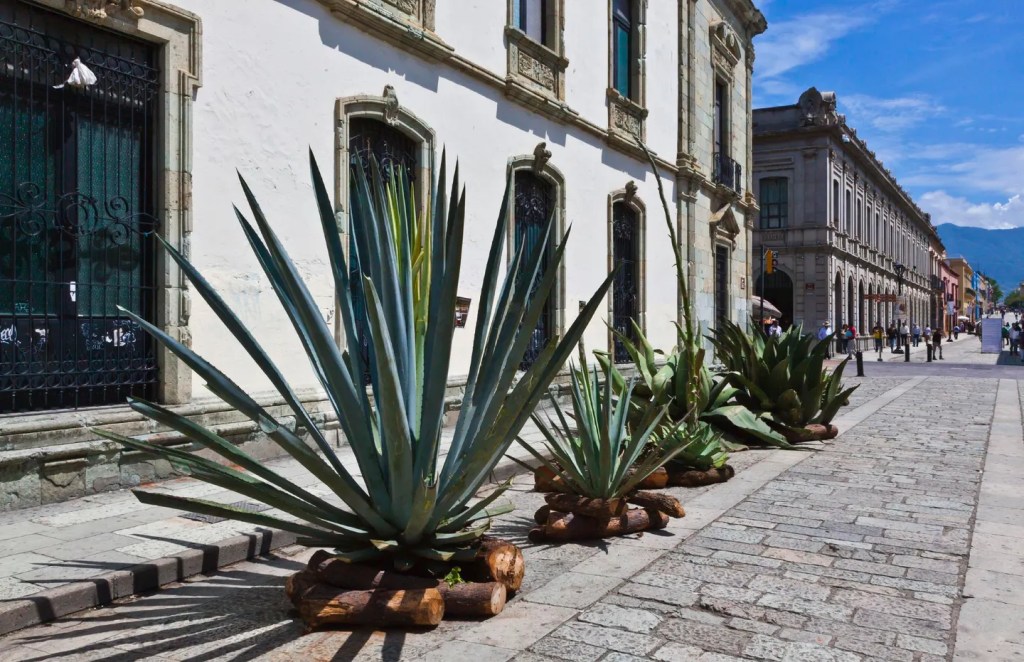  Guelaguetza time in&nbsp;Oaxaca