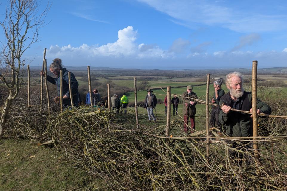 Isle of Wight Autumn Hedgelaying Event