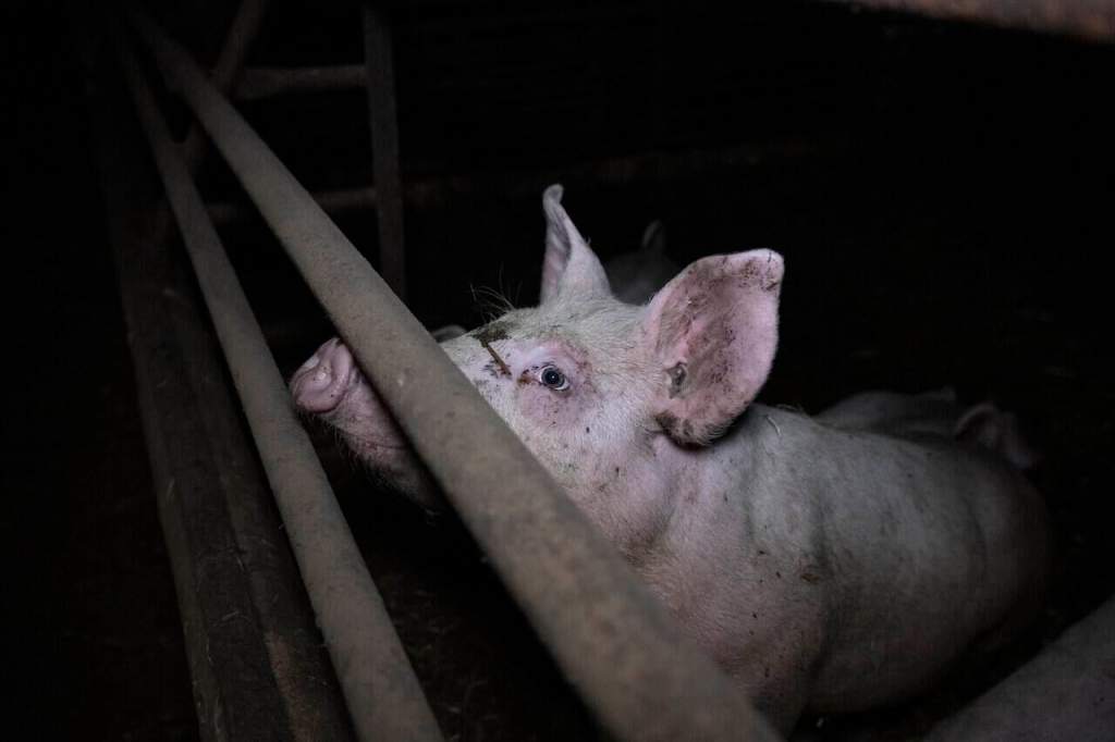Animal Rising to Release Factory Farm Footage in Legal Challenge to UK&nbsp;Government